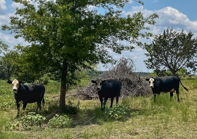 Cattle Grazing