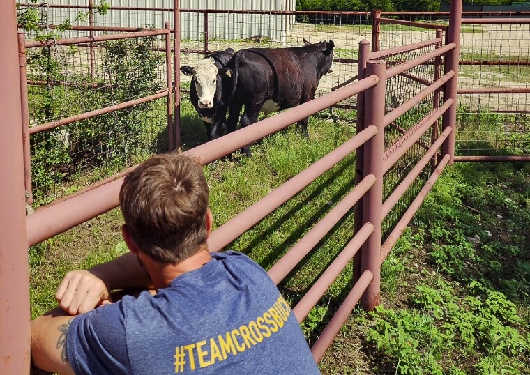 Tim McLaughlin with Cattle