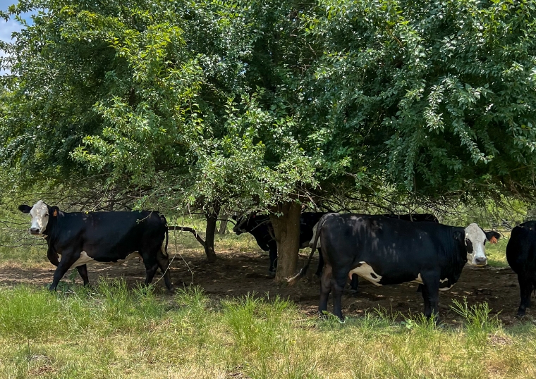 Happy Cows Grazing