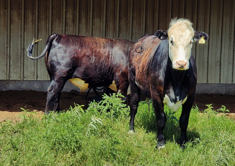 Cattle Fly Control