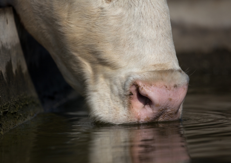 Cow Drinking Water